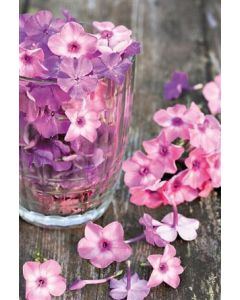 6 Wenskaarten met envelop - Bloemen zonder tekst