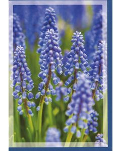6 Wenskaarten met envelop - Bloemen zonder tekst (12x17.5 cm)