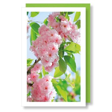 6 Wenskaarten met envelop - Bloemen zonder tekst